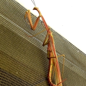 Tenodera australasiae at Crooked Corner, NSW - 29 Jan 2023 02:21 PM