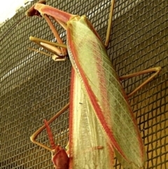 Tenodera australasiae at Crooked Corner, NSW - 29 Jan 2023 02:21 PM