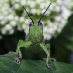  at Wellington Point, QLD - 29 Jan 2023 by TimL