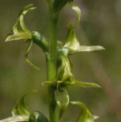 Paraprasophyllum sphacelatum (Large Alpine Leek-orchid) at Yaouk, NSW - 28 Jan 2023 by dan.clark
