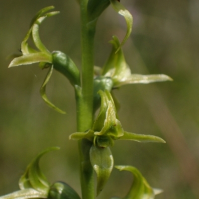 Prasophyllum sphacelatum (Large Alpine Leek-orchid) at Scabby Range Nature Reserve - 28 Jan 2023 by dan.clark
