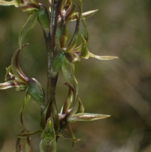 Paraprasophyllum sphacelatum at Yaouk, NSW - suppressed