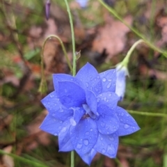 Wahlenbergia sp. (Bluebell) at Undefined Area - 29 Jan 2023 by SirWozzle