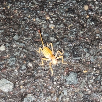 Cooraboorama canberrae (Canberra Raspy Cricket) at Pialligo, ACT - 29 Jan 2023 by millsse