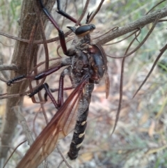 Chrysopogon muelleri (Robber fly) at Paddys River, ACT - 22 Jan 2023 by mlech