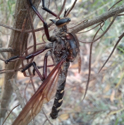 Chrysopogon muelleri (Robber fly) at Paddys River, ACT - 21 Jan 2023 by mlech