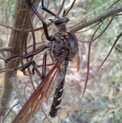 Chrysopogon muelleri (Robber fly) at Paddys River, ACT - 22 Jan 2023 by mlech