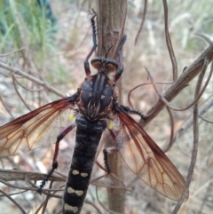 Chrysopogon muelleri at Paddys River, ACT - 22 Jan 2023