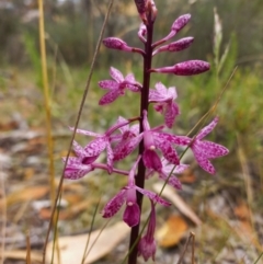 Dipodium punctatum at Paddys River, ACT - 22 Jan 2023