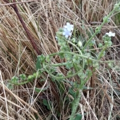 Cynoglossum australe at Fadden, ACT - 30 Jan 2023