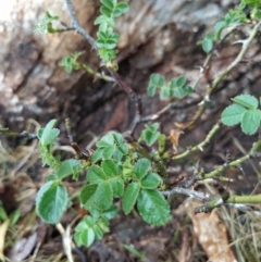 Rosa rubiginosa (Sweet Briar, Eglantine) at Fadden, ACT - 29 Jan 2023 by KumikoCallaway