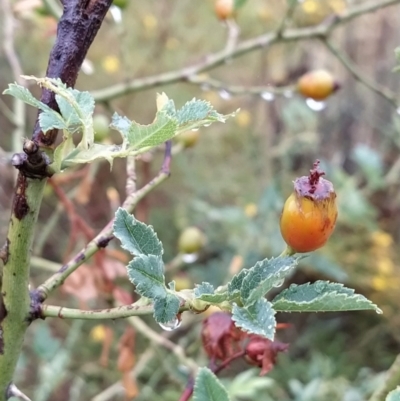 Rosa canina (Dog Rose) at Wanniassa Hill - 29 Jan 2023 by KumikoCallaway