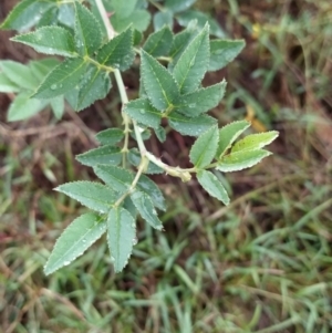 Rosa canina at Fadden, ACT - 30 Jan 2023