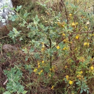 Rosa canina at Fadden, ACT - 30 Jan 2023