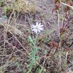 Vittadinia gracilis (New Holland Daisy) at Fadden, ACT - 29 Jan 2023 by KumikoCallaway