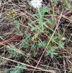 Vittadinia gracilis at Fadden, ACT - 30 Jan 2023