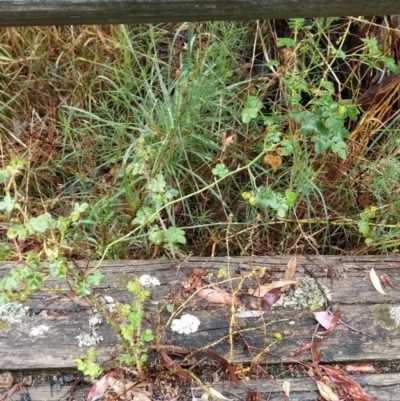 Rosa rubiginosa (Sweet Briar, Eglantine) at Fadden, ACT - 29 Jan 2023 by KumikoCallaway