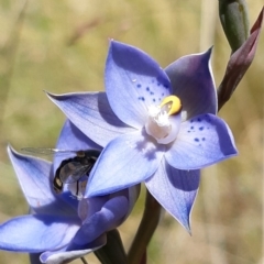 Thelymitra simulata (Graceful Sun-orchid) at Tennent, ACT - 4 Dec 2021 by mlech