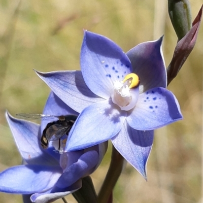 Thelymitra simulata (Graceful Sun-orchid) at Tennent, ACT - 4 Dec 2021 by mlech