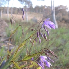 Stypandra glauca (Nodding Blue Lily) at Theodore, ACT - 15 Oct 2022 by michaelb