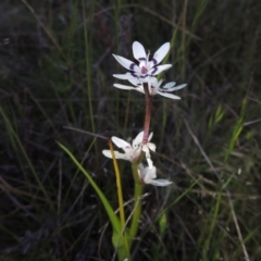 Wurmbea dioica subsp. dioica (Early Nancy) at Theodore, ACT - 15 Oct 2022 by michaelb