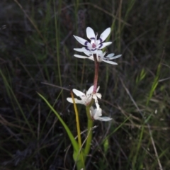 Wurmbea dioica subsp. dioica (Early Nancy) at Theodore, ACT - 15 Oct 2022 by MichaelBedingfield