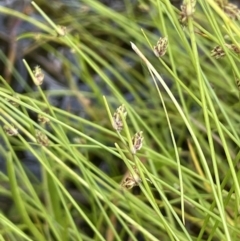 Isolepis subtilissima (Dwarf Clubsedge) at Namadgi National Park - 28 Jan 2023 by JaneR