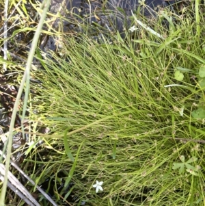 Isolepis subtilissima at Booth, ACT - 28 Jan 2023