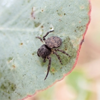 Cymbacha ocellata (Crab spider) at Mount Painter - 29 Jan 2023 by CathB