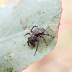 Cymbacha ocellata at Cook, ACT - 29 Jan 2023