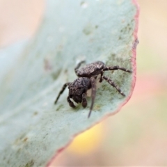 Cymbacha ocellata at Cook, ACT - 29 Jan 2023 03:15 PM