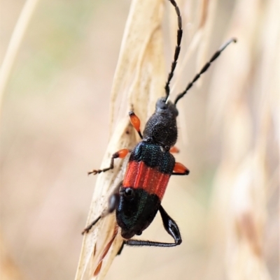 Obrida fascialis (One banded longicorn) at Mount Painter - 29 Jan 2023 by CathB