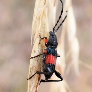 Obrida fascialis at Cook, ACT - 29 Jan 2023 02:57 PM