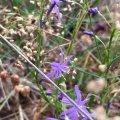 Caesia calliantha (Blue Grass-lily) at Hall, ACT - 29 Jan 2023 by strigo