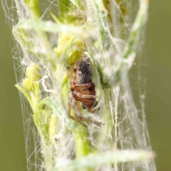 Araneinae (subfamily) (Orb weaver) at O'Connor, ACT - 13 Jan 2023 by ConBoekel