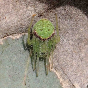 Araneus circulissparsus (species group) at Dryandra St Woodland - 13 Jan 2023