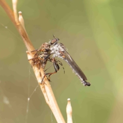 Cerdistus sp. (genus) (Slender Robber Fly) at O'Connor, ACT - 13 Jan 2023 by ConBoekel