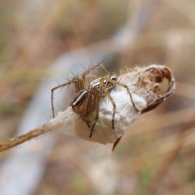 Oxyopes sp. (genus) (Lynx spider) at Mount Painter - 29 Jan 2023 by CathB