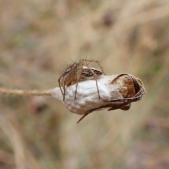 Oxyopes sp. (genus) at Cook, ACT - 29 Jan 2023 02:37 PM