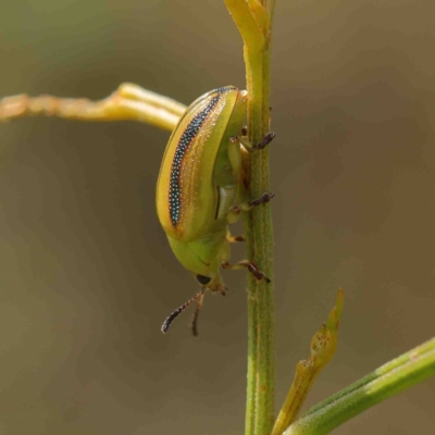 Calomela juncta (Leaf beetle) at O'Connor, ACT - 12 Jan 2023 by ConBoekel