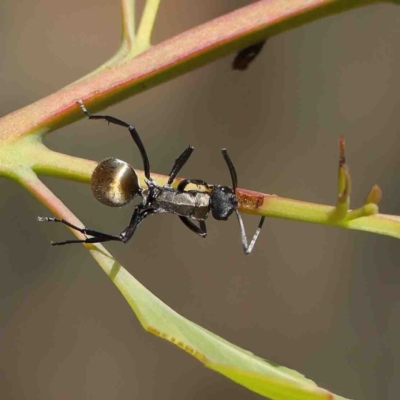 Polyrhachis ammon (Golden-spined Ant, Golden Ant) at O'Connor, ACT - 12 Jan 2023 by ConBoekel