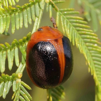 Dicranosterna immaculata (Acacia leaf beetle) at O'Connor, ACT - 13 Jan 2023 by ConBoekel