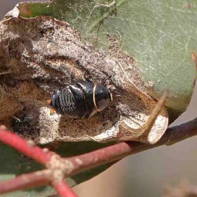 Ellipsidion australe (Austral Ellipsidion cockroach) at O'Connor, ACT - 13 Jan 2023 by ConBoekel