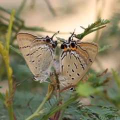 Jalmenus ictinus (Stencilled Hairstreak) at O'Connor, ACT - 13 Jan 2023 by ConBoekel