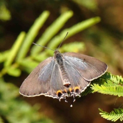 Jalmenus ictinus at O'Connor, ACT - 13 Jan 2023 08:09 AM