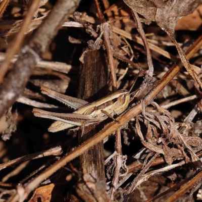 Macrotona australis (Common Macrotona Grasshopper) at O'Connor, ACT - 13 Jan 2023 by ConBoekel