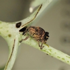 Cryptoplini sp. (tribe) (Weevil) at Cook, ACT - 28 Jan 2023 by CathB