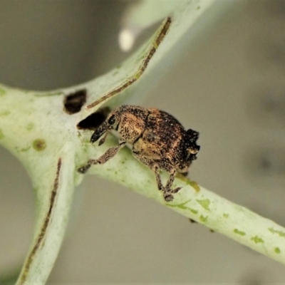 Cryptoplini sp. (tribe) (Weevil) at Cook, ACT - 28 Jan 2023 by CathB