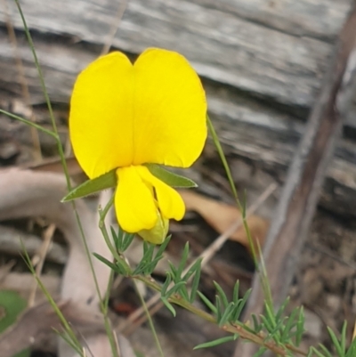 Gompholobium huegelii (pale wedge–pea) at Booth, ACT - 26 Jan 2023 by Halina