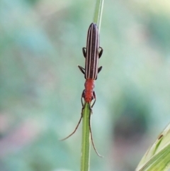 Syllitus rectus (Longhorn beetle) at Cook, ACT - 25 Jan 2023 by CathB